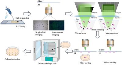 Precision isolation and cultivation of single cells by vortex and flat-top laser ejection